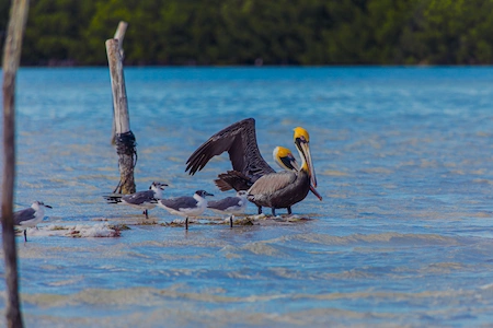 sustainable-fishing